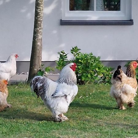 Bed and Breakfast De Tulp Noordgouwe Экстерьер фото